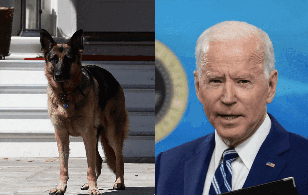 Joe Biden’s dog Major has bitten another White House employee Joe Biden’s dog Major has bitten another White House employee