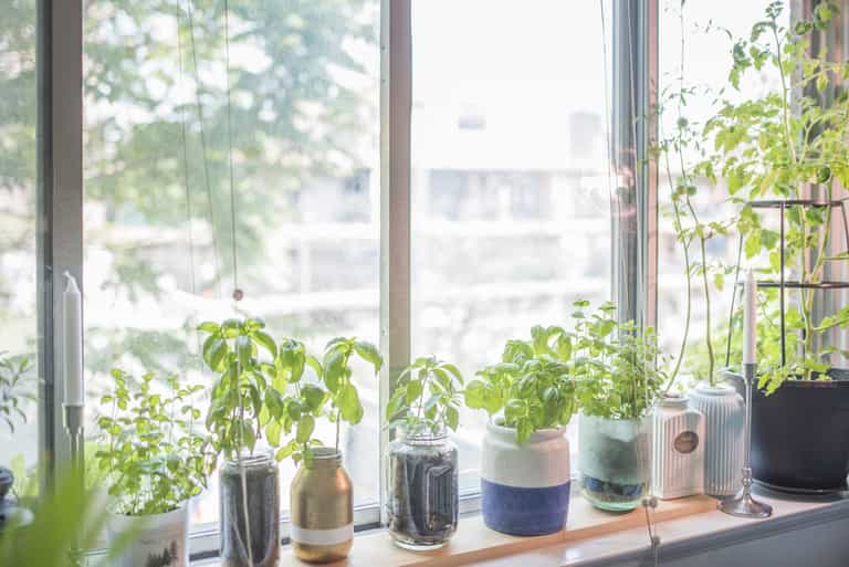 Looking to up your growing skills? Here’s everything you need to know when growing herbs at home Looking to up your growing skills? Here’s everything you need to know when growing herbs at home