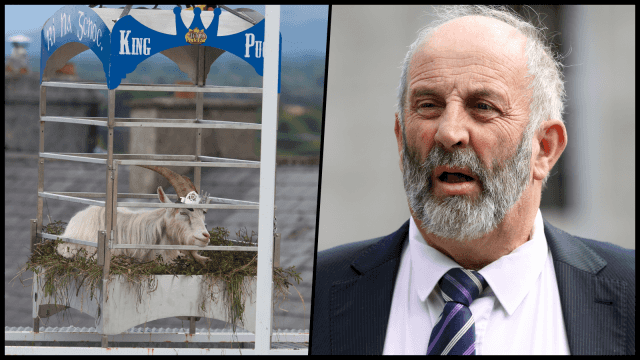 Danny Healy-Rae insists the Puck Fair goat is safe and well looked after Danny Healy-Rae insists the Puck Fair goat is safe and well looked after