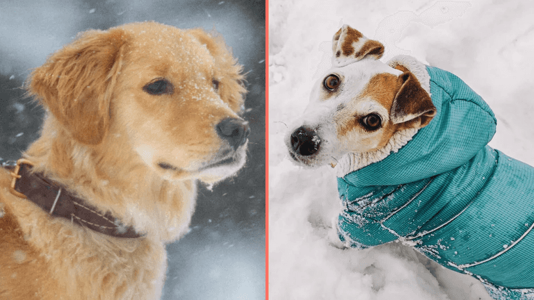 Expert issues warning over when it’s too cold to walk your dog Expert issues warning over when it’s too cold to walk your dog
