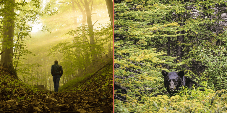 Man or bear? New social media trend sparks conversation around the concept of danger for women Man or bear? New social media trend sparks conversation around the concept of danger for women