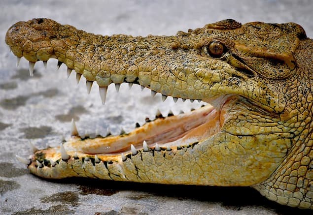 VIDEO: Daredevil Feeds A Crocodile From His Mouth VIDEO: Daredevil Feeds A Crocodile From His Mouth