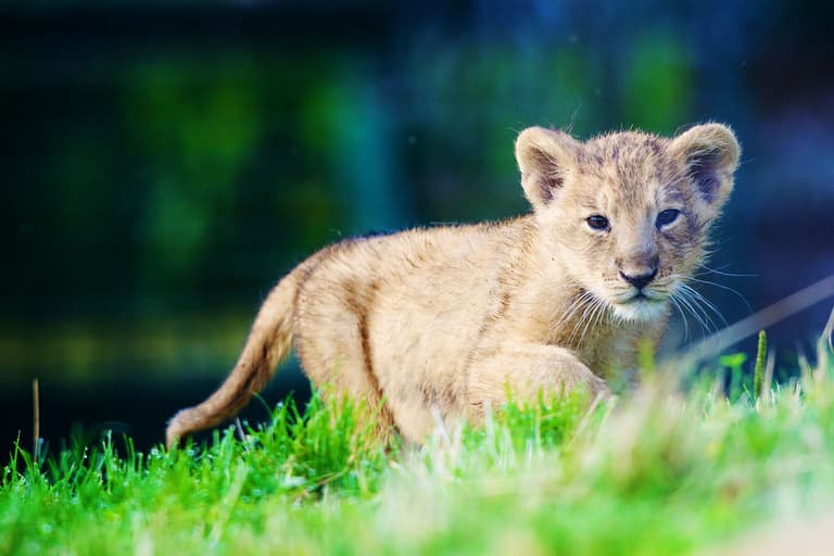 Too Cute: Dublin Zoo’s New Arrival Just Can’t Wait to Be King Too Cute: Dublin Zoo’s New Arrival Just Can’t Wait to Be King