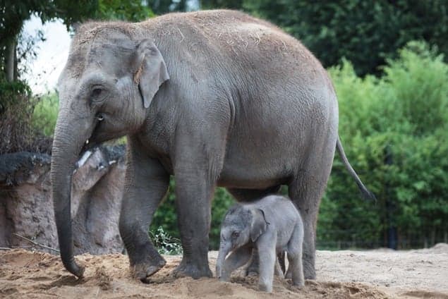 Dublin Zoo Announces Birth Of Second Baby Elephant Dublin Zoo Announces Birth Of Second Baby Elephant