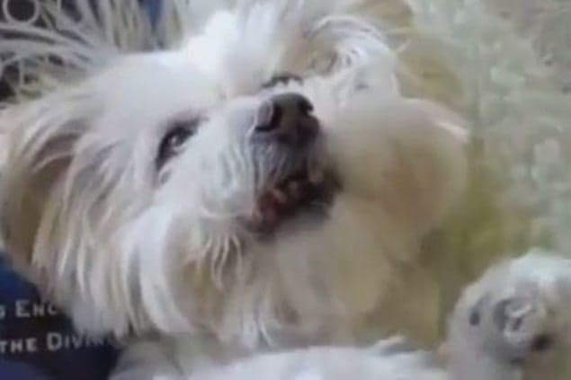 VIDEO: A Compilation Of Sneezing Dogs VIDEO: A Compilation Of Sneezing Dogs