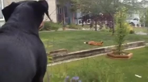 VIDEO – This Dog Is REALLY Not Happy About The Fox In The Front Garden Playing With His Toys VIDEO – This Dog Is REALLY Not Happy About The Fox In The Front Garden Playing With His Toys