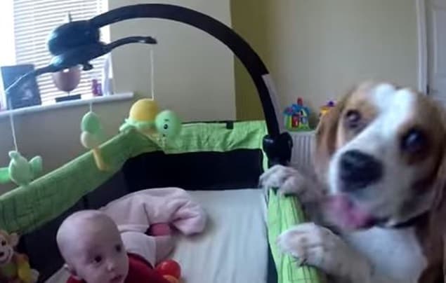 VIDEO: Beagle Shares Plastic Balls with Baby Girl VIDEO: Beagle Shares Plastic Balls with Baby Girl