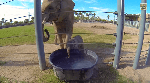 VIDEO: You NEED To See This Baby Elephant Blowing Bubbles VIDEO: You NEED To See This Baby Elephant Blowing Bubbles
