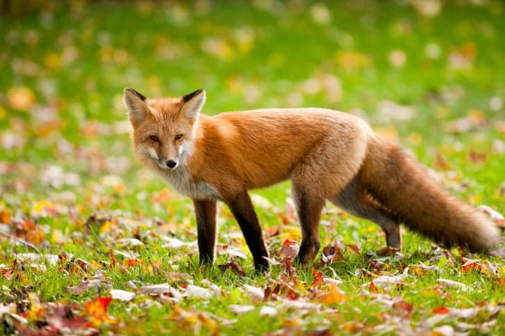 Toddler Bitten in Bed by Fox Who Crept in Through Cat Flap Toddler Bitten in Bed by Fox Who Crept in Through Cat Flap