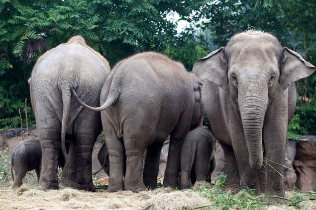 PICTURE: This Snap from Dublin Zoo Will Make You Love Elephants Even More PICTURE: This Snap from Dublin Zoo Will Make You Love Elephants Even More