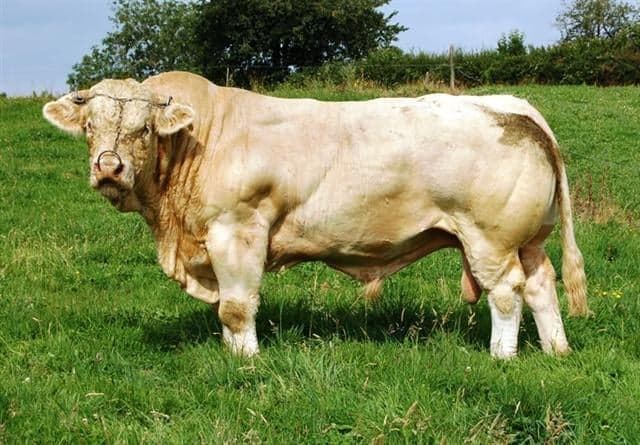 Benji, The ‘Gay’ Bull From Mayo, Has Been Saved Following Donation From Producer Of ‘The Simpsons’ Benji, The ‘Gay’ Bull From Mayo, Has Been Saved Following Donation From Producer Of ‘The Simpsons’