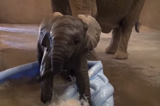 VIDEO: This Baby Elephant Couldn’t Possibly Be Any Happier VIDEO: This Baby Elephant Couldn’t Possibly Be Any Happier
