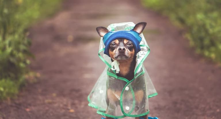 My heart, Penneys just dropped more adorable dog costumes including a lil’ raincoat My heart, Penneys just dropped more adorable dog costumes including a lil’ raincoat