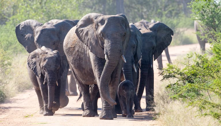 Suspected poacher trampled to death by elephants in South Africa Suspected poacher trampled to death by elephants in South Africa