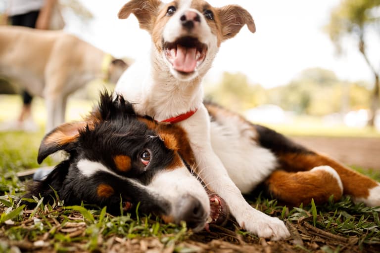 These dog breeds are the ones guaranteed to get you a swipe on Tinder These dog breeds are the ones guaranteed to get you a swipe on Tinder