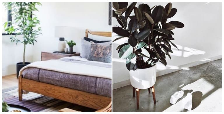 Waking up tired? The 5 houseplants that can help you get a better night’s sleep Waking up tired? The 5 houseplants that can help you get a better night’s sleep