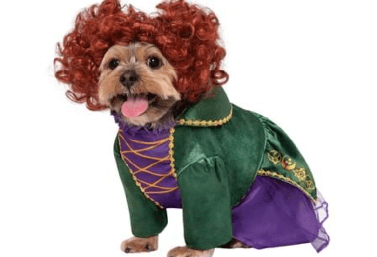 You can now get a Hocus Pocus Halloween costume for your dog You can now get a Hocus Pocus Halloween costume for your dog