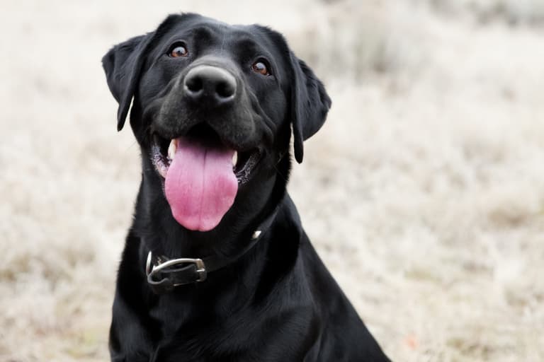 This dog has been trained to fetch its owner cocktails when it hears “gin o’clock” This dog has been trained to fetch its owner cocktails when it hears “gin o’clock”