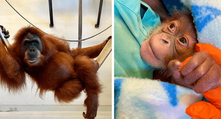 Endangered orangutan gives birth to healthy baby monkey Endangered orangutan gives birth to healthy baby monkey
