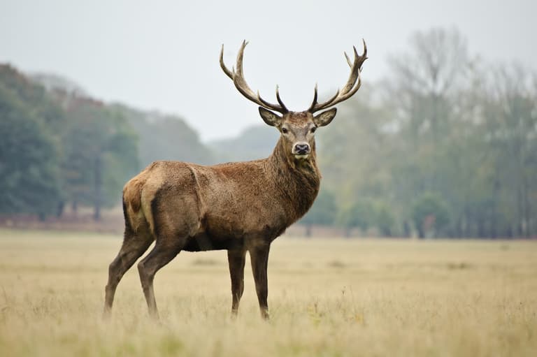 Woman hospitalised following stag attack in Co. Kerry Woman hospitalised following stag attack in Co. Kerry