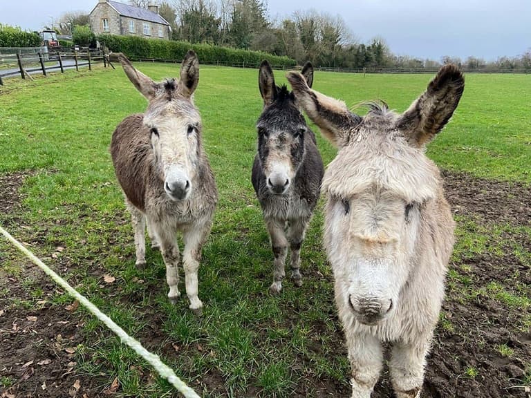 Three donkeys rescued in Sligo after being “neglected for such a long time” Three donkeys rescued in Sligo after being “neglected for such a long time”