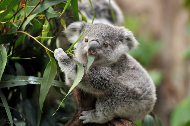 Australia officially classes koalas as an endangered species Australia officially classes koalas as an endangered species
