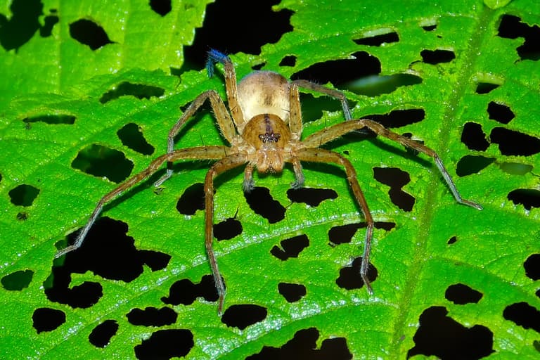 The world’s biggest spider has accidentally ended up in the UK The world’s biggest spider has accidentally ended up in the UK