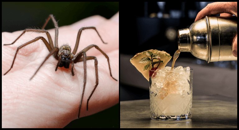 Spider in takeaway cocktail among thousands of complaints received by FSAI last year Spider in takeaway cocktail among thousands of complaints received by FSAI last year