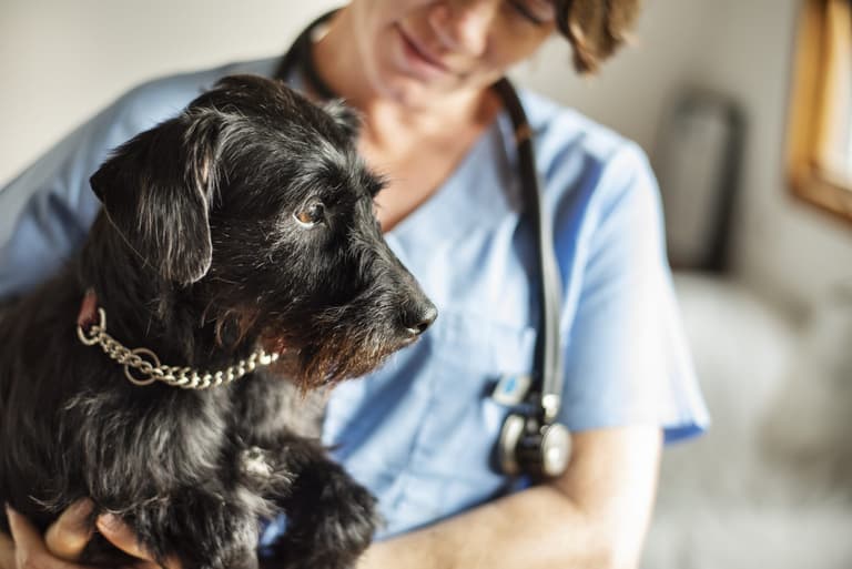 Irish dog owners warned as first cases of ‘Alabama rot’ arrive in UK Irish dog owners warned as first cases of ‘Alabama rot’ arrive in UK