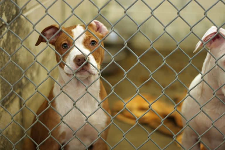 ISPCA rescue three dogs living in raw meat in Tipperary ISPCA rescue three dogs living in raw meat in Tipperary