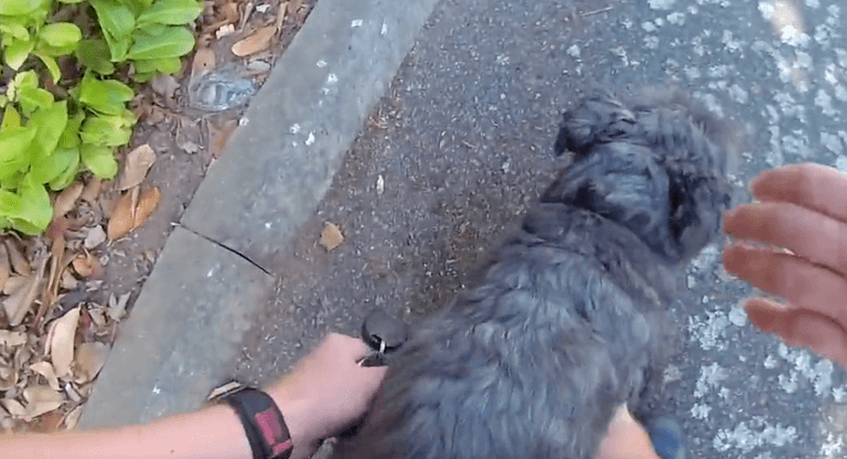 Police footage shows dog being rescued from overheated car Police footage shows dog being rescued from overheated car