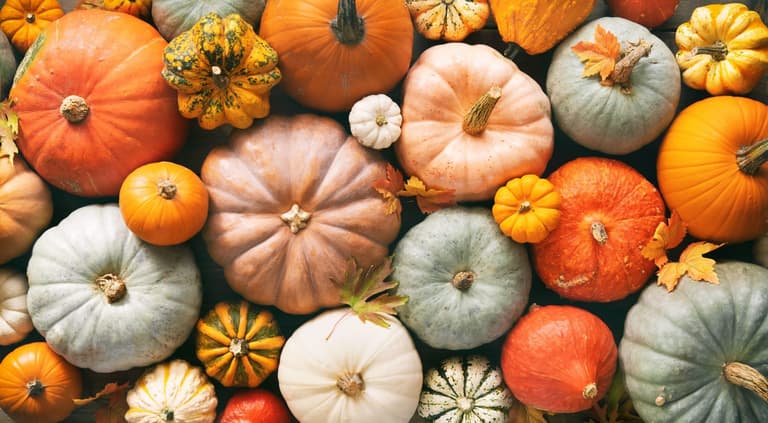 Six pumpkin patches near Dublin to check out over autumn Six pumpkin patches near Dublin to check out over autumn