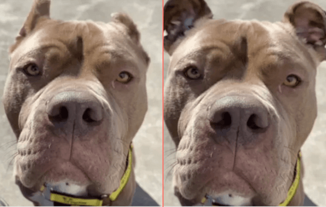 Animal shelter uses AI to highlight the cruel practice of ear cropping on dogs Animal shelter uses AI to highlight the cruel practice of ear cropping on dogs
