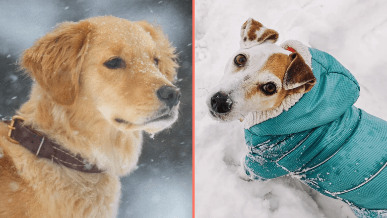 Expert issues warning over when it’s too cold to walk your dog Expert issues warning over when it’s too cold to walk your dog