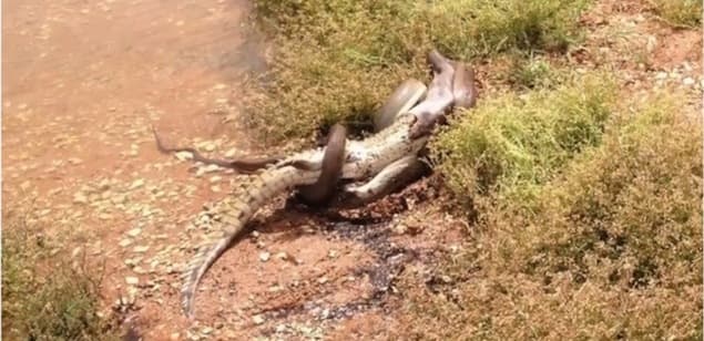 VIDEO: Python And Crocodile Fight It Out For Five Hours In A Freshwater Lake VIDEO: Python And Crocodile Fight It Out For Five Hours In A Freshwater Lake