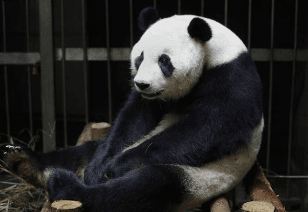 This Panda Faked A Pregnancy For Better Food And Care… This Panda Faked A Pregnancy For Better Food And Care…