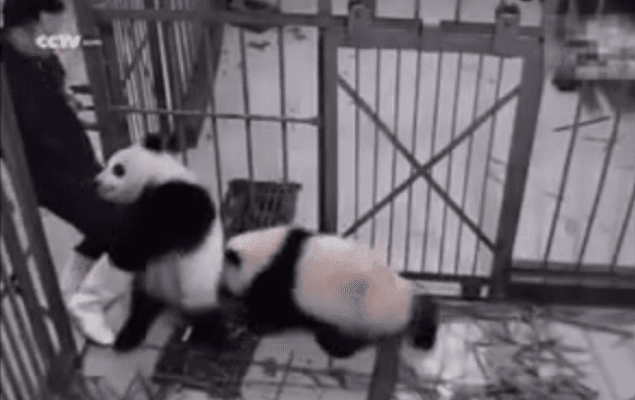 WATCH: This Little Panda Cub Is (Literally) Pretty Attached To His Zoo-Keeper WATCH: This Little Panda Cub Is (Literally) Pretty Attached To His Zoo-Keeper