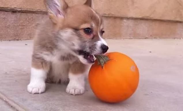 Your Friday Aww… a Corgi Puppy Playing With a Tiny Pumpkin Your Friday Aww… a Corgi Puppy Playing With a Tiny Pumpkin