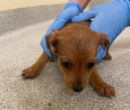 Gardaí rescue 11 puppies from North Kildare following welfare concerns Gardaí rescue 11 puppies from North Kildare following welfare concerns
