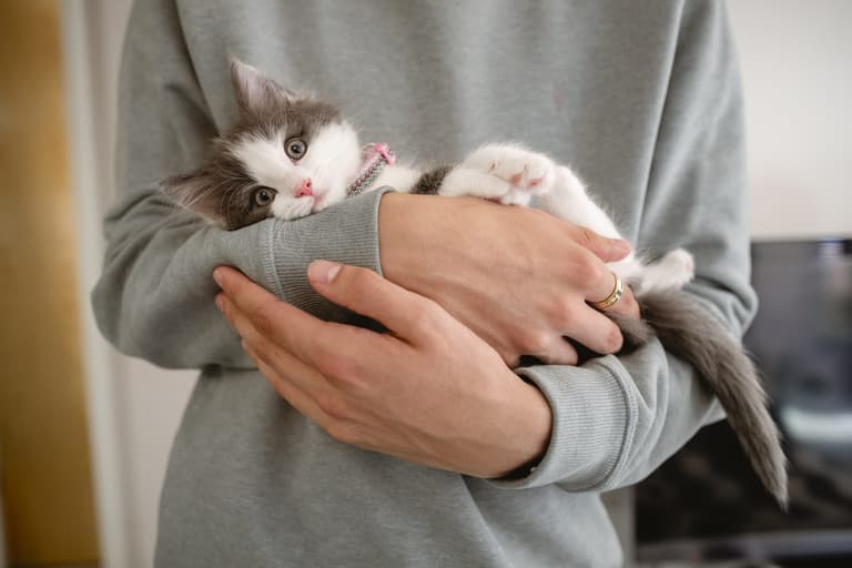 ISPCA issue urgent appeal for over 100 cats and kittens ISPCA issue urgent appeal for over 100 cats and kittens