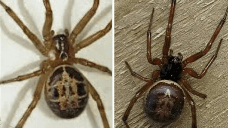 National Poisons Information Centre issue warning over false widow spiders National Poisons Information Centre issue warning over false widow spiders