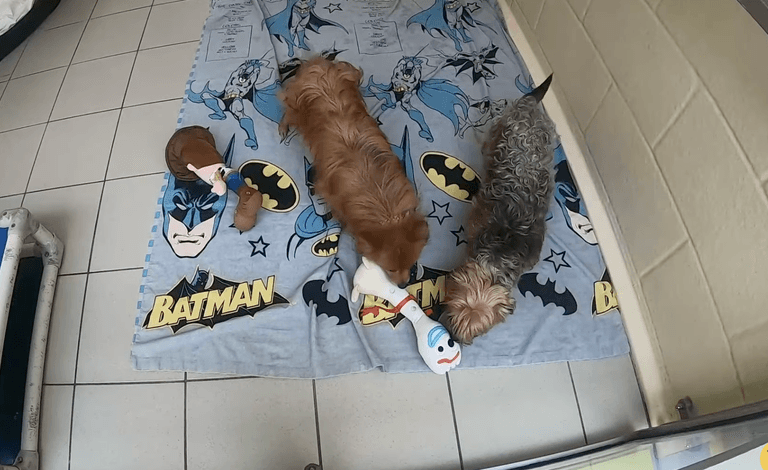 Dogs Trust share heartwarming clip of rescue dogs getting their first toys Dogs Trust share heartwarming clip of rescue dogs getting their first toys
