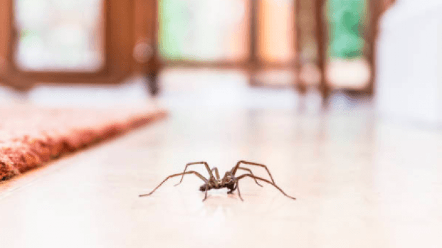 Woman calls 999 after spotting spider in house Woman calls 999 after spotting spider in house