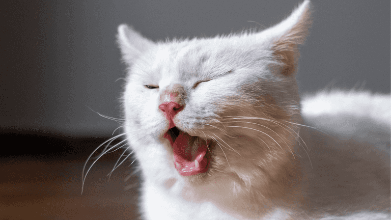 Why do we yawn even when we’re not tired? Why do we yawn even when we’re not tired?