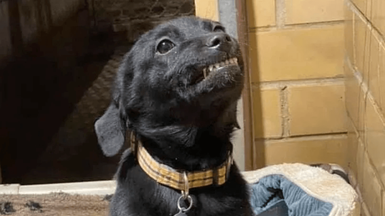 Adorable puppy smiles at everyone who visits his shelter