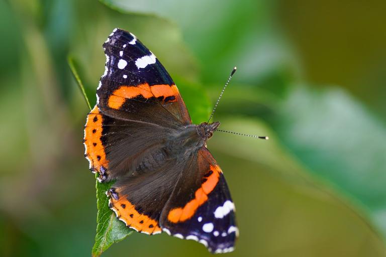 Teen dies after injecting himself with dead butterfly for ‘online challenge’ Teen dies after injecting himself with dead butterfly for ‘online challenge’