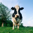 Friends For-heifer – Study set to Examine the Social Networking of Cows