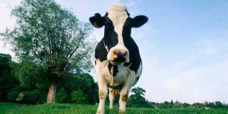 Friends For-heifer – Study set to Examine the Social Networking of Cows