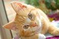 Have You Heard About the Internet Cat Video Film Festival?