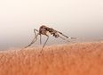 Take Our Advice and Repel The Bugs This Summer